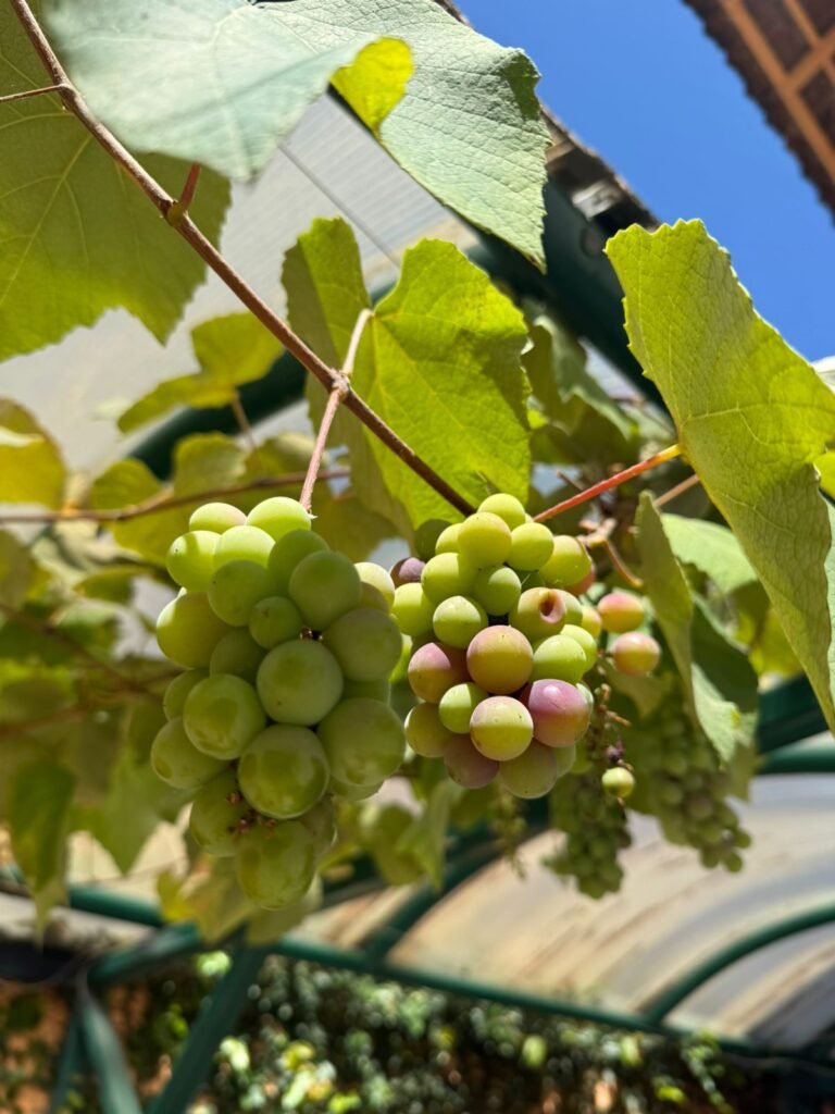 DICA NUTRICIONAL: TEM UVA NA NOSSA PARREIRA!